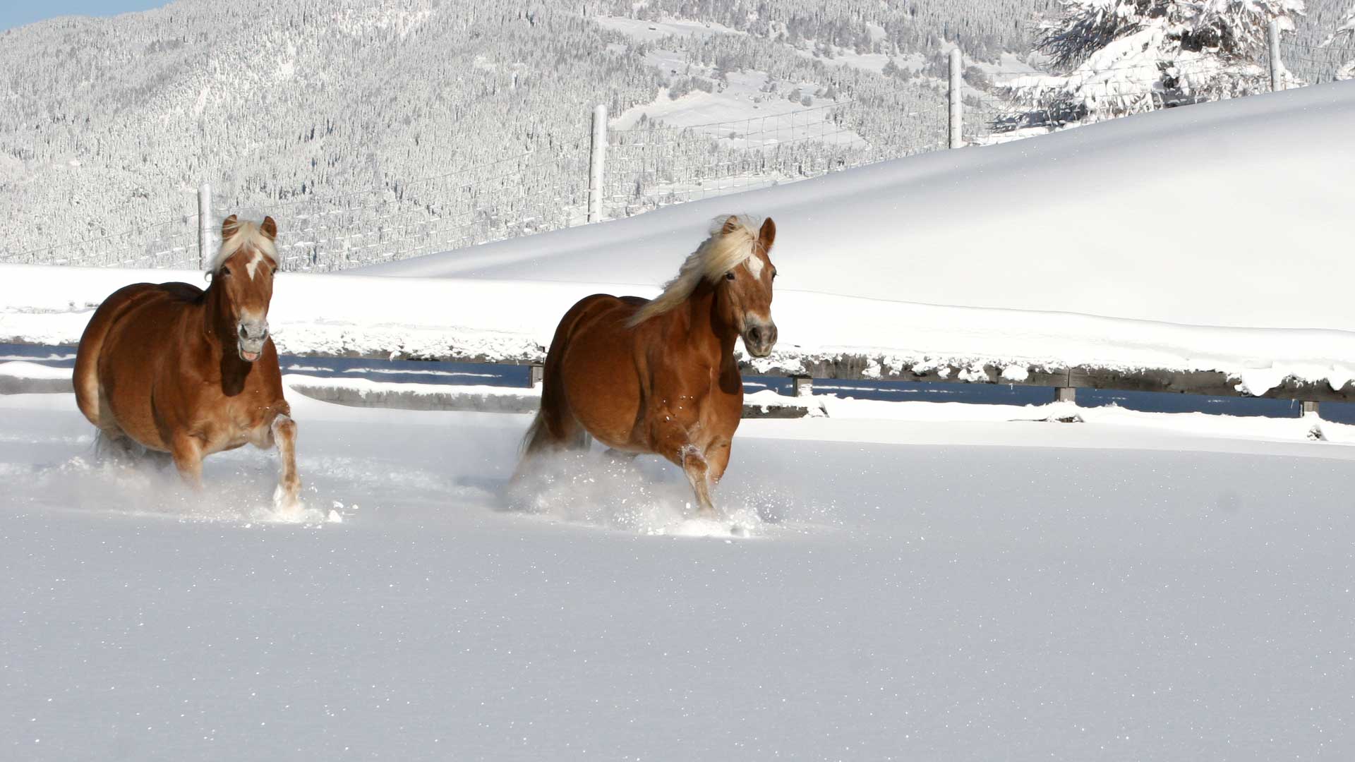 04_feriengut_darrehof_pferde_im_schnee