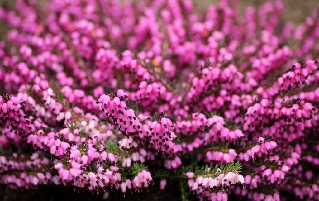 darrehof heather