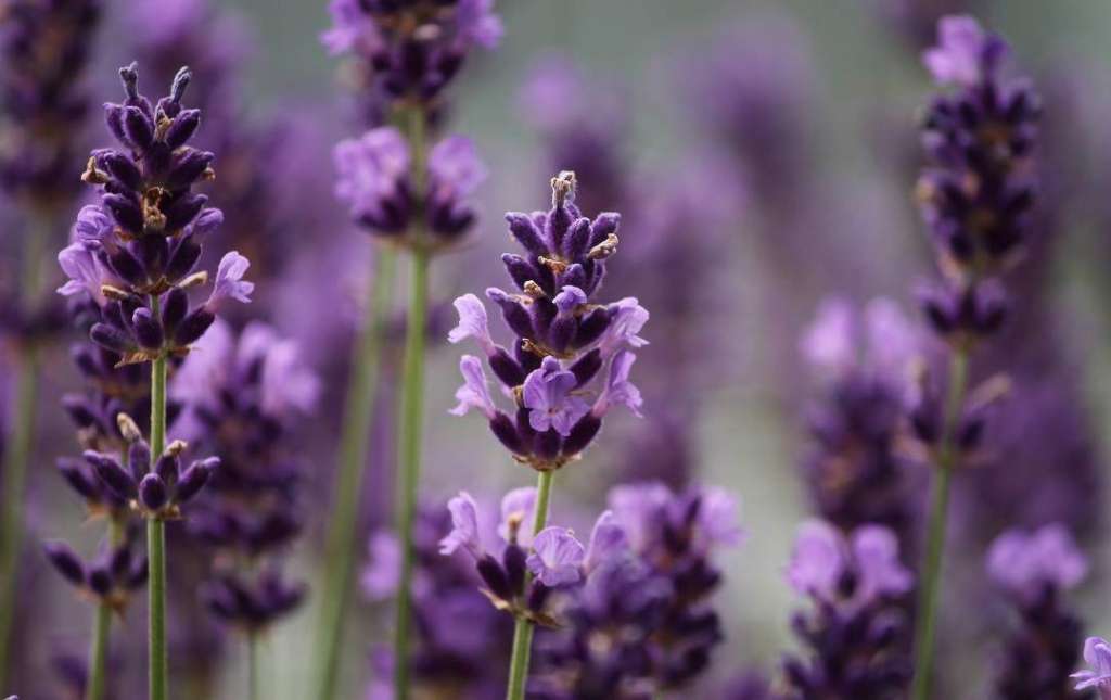 lavender darrehof
