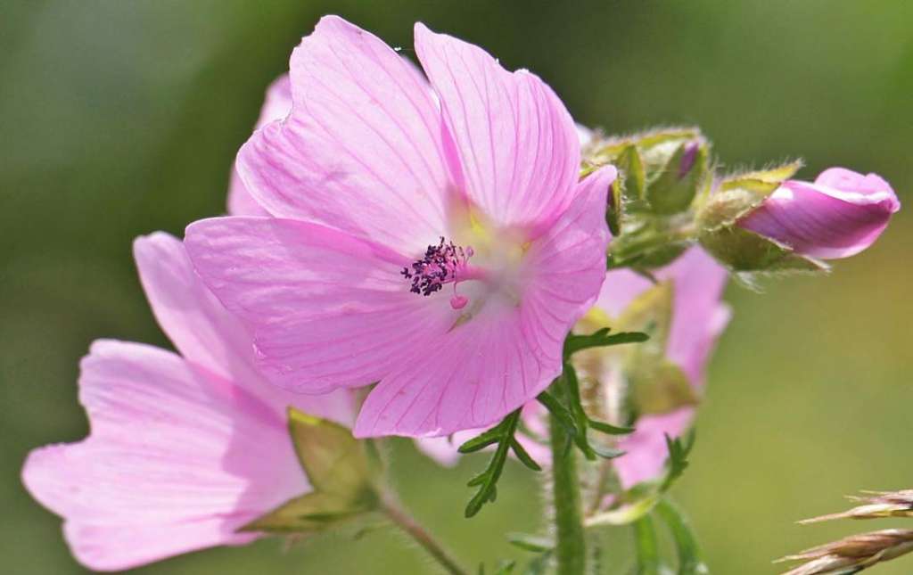 malve blüte