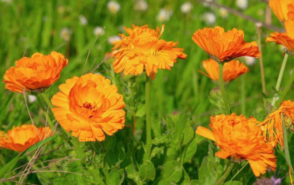 ringelblume im feld