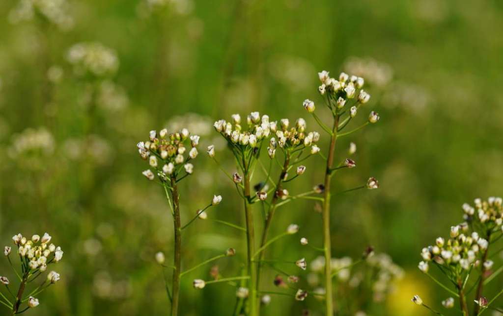 shepherds purse darrehof