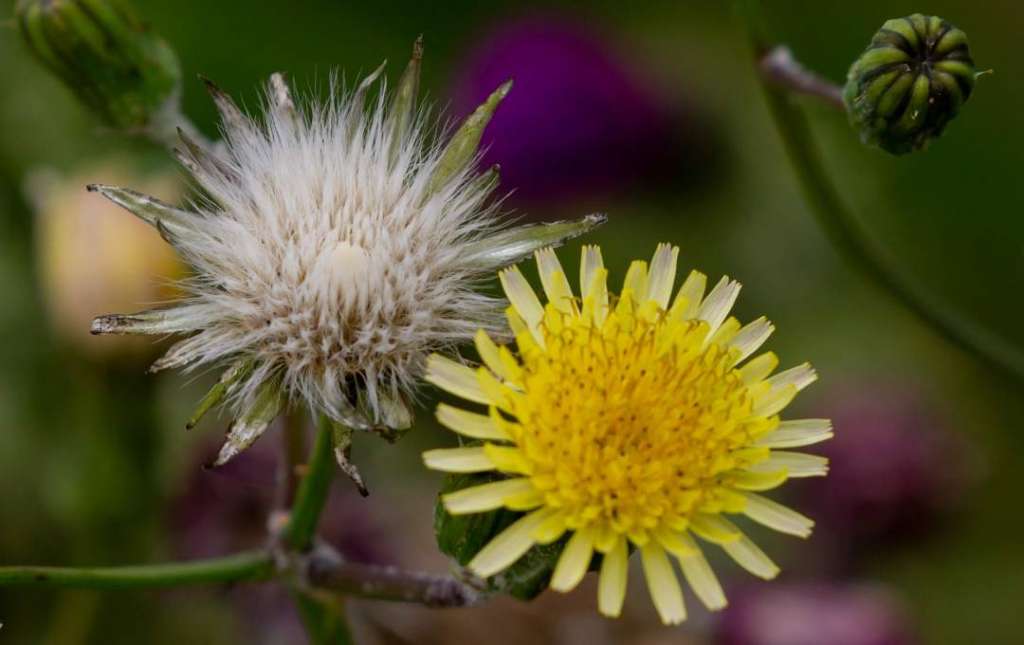 silberdistel darrehof
