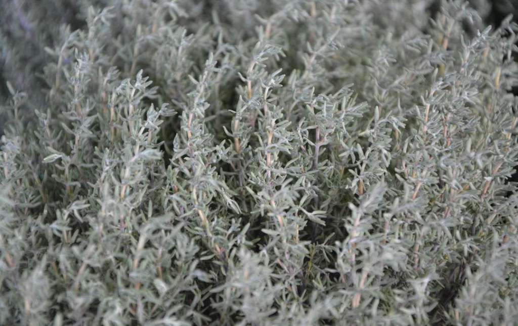 thymian darrehof