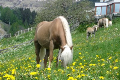 serfaus_fruehlingswiese2.jpg