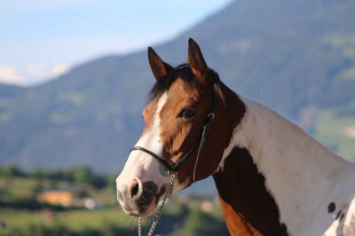 Reitergut Darrehof Serfaus | Pferde | Joy 