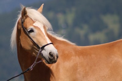 Reitergut Darrehof Serfaus | Pferde | Haigara