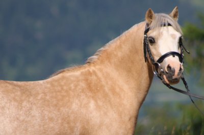 Reitergut Darrehof Serfaus | Pferde | Joy 
