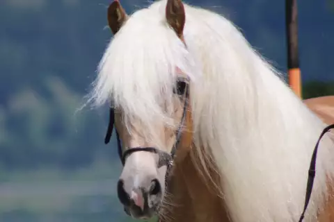 neues_pferd03
