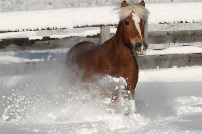 weihnachten_darrehof_serfaus.jpg