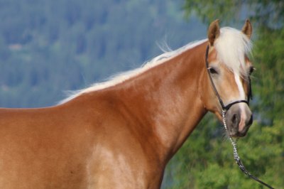 Reitergut Darrehof Serfaus | Pferde | Haigara