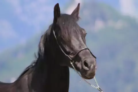 neues_pferd01