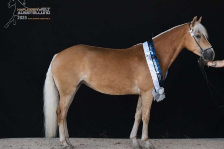 Haflinger Weltausstellung