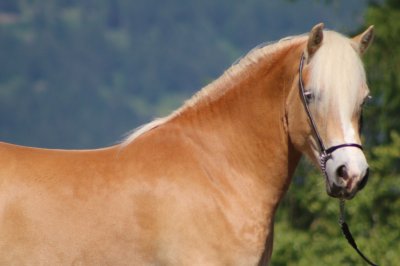 Reitergut Darrehof Serfaus | Pferde | Haigara