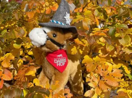 Goldener Herbst oder Altweibersommer?