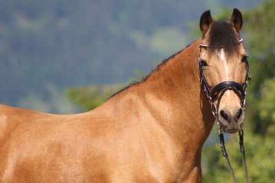 Reitergut Darrehof Serfaus | Pferde | Gina