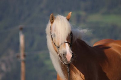 Reitergut Darrehof Serfaus | Pferde | Fella