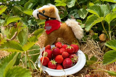 erdbeeren1.jpg