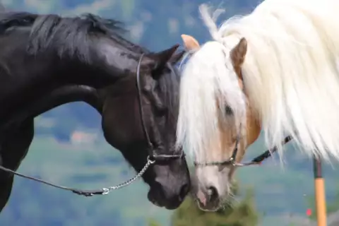 neues_pferd02